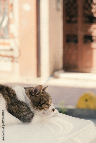 トルコのイスタンブールの野良猫