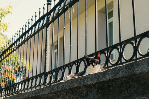 トルコのイスタンブールの野良猫