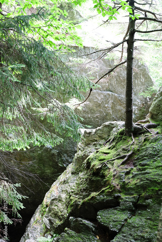 Tree on the rocks in the mountains