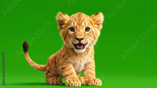 Cute Lion Cub Sitting on Green Screen. 4K Video