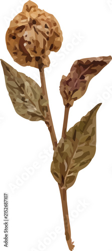 Dried poppy seed head with brown leaves botanical illustration