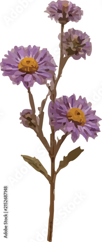 Dried purple aster flower branch botanical illustration