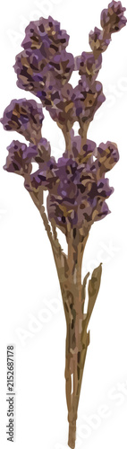 Dried purple lavender flower stem botanical illustration