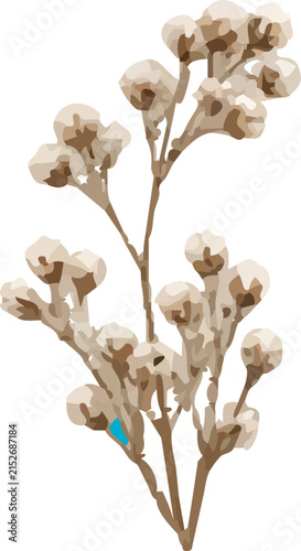 Dried white baby's breath flower branch botanical illustration