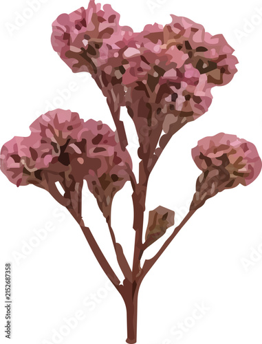 Dried pink hydrangea flower cluster botanical illustration
