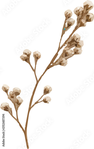 Delicate dried baby's breath branch botanical illustration