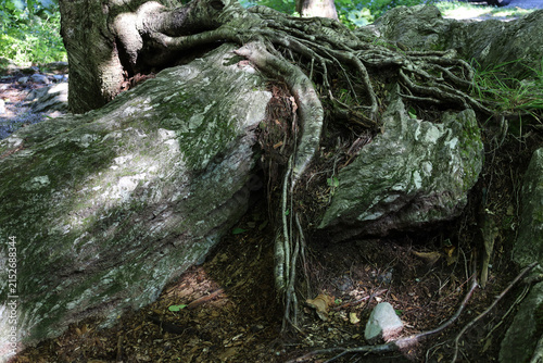 Tree on the rocks in the mountains
