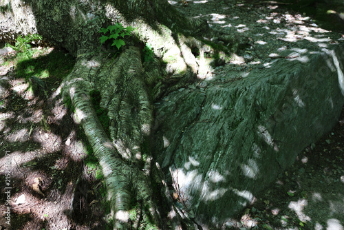 Tree on the rocks in the mountains