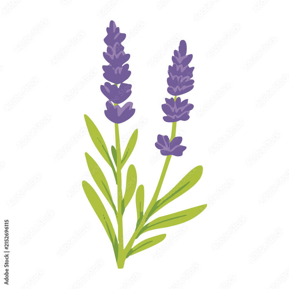 Fototapeta premium Purple Lavender Herb Floral Illustration