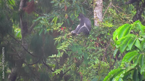 Wild Thomas's Leaf Monkey Sitting on a Tree Branch in the Lush Tropical Rainforest of Sumatra