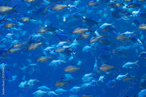Fotografie Dense silvery fish shoal swimming in deep‑blue seawater