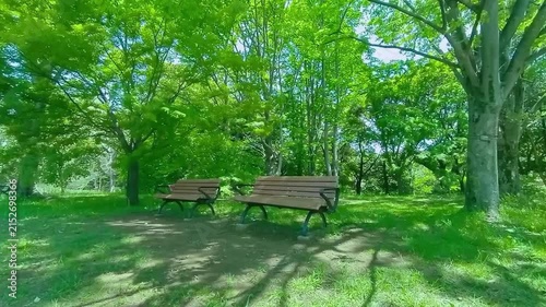 緑の公園ベンチ