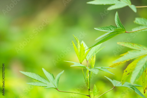 Fresh green maple leaves growing on a branch with soft bokeh background.A beautiful close-up macro shot of vibrant green palmate leaves (resembling Japanese maple or wild botanical foliage) 