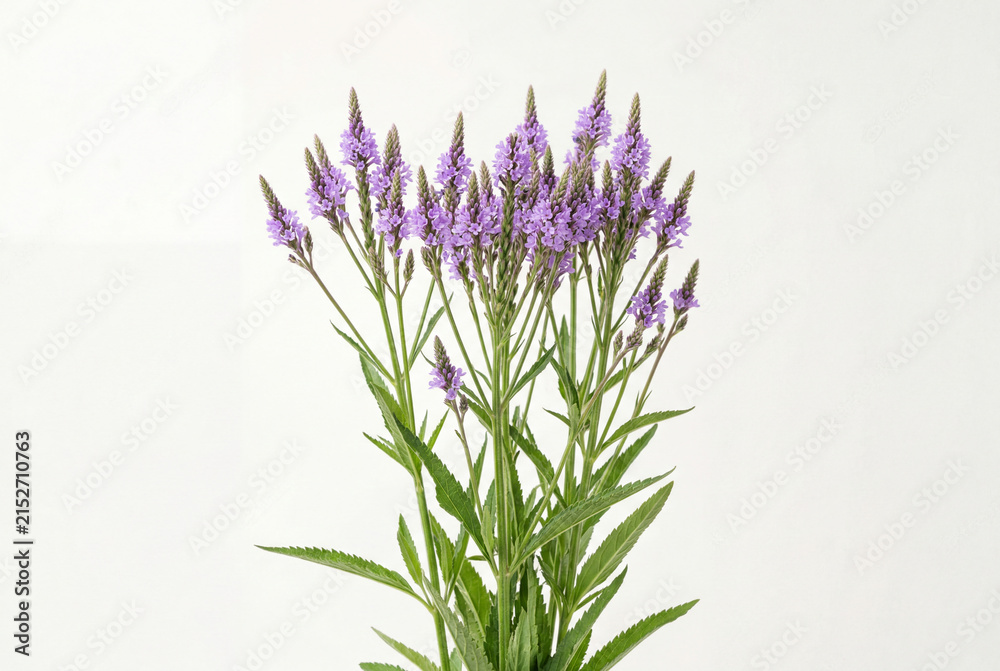 Fototapeta premium Cluster of tall slender green stems topped with delicate purple blue vervain flowers