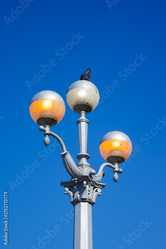 The rock dove (lat. Columba livia), of the dove family (Columbidae). Samara, Russia, the Middle Volga.