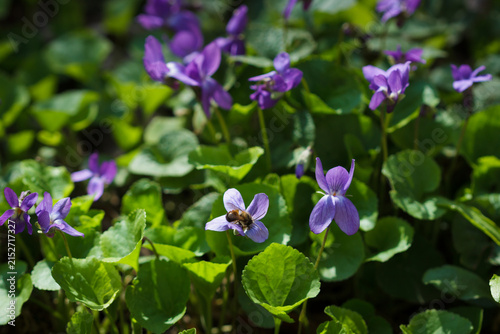 The sweet violet (lat. Viola odorata), of the violet family (Violaceae). Samara, Russia, the Middle Volga