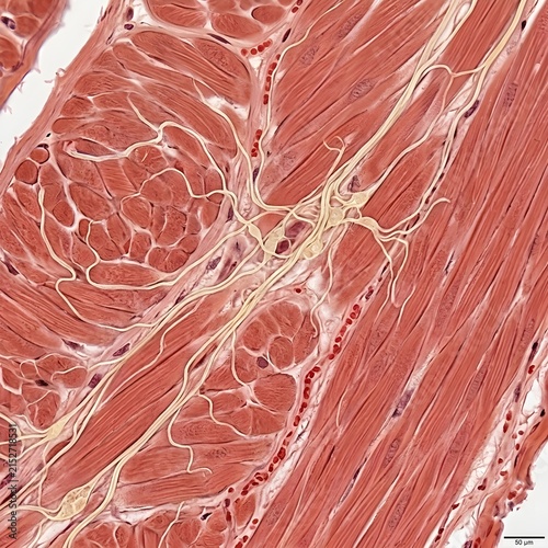 Photorealistic illustration of the human rectum and sigmoid colon, showing the dense nerve supply responsible for autonomic function. anatomical grade clipart.