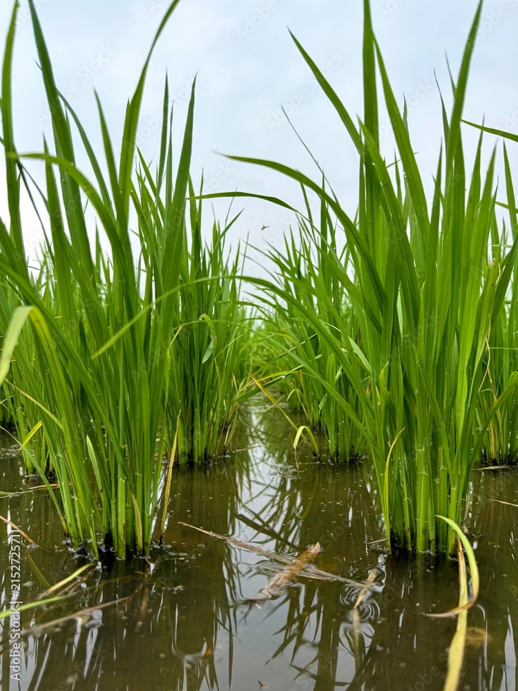 Obraz premium Low Angle View of Green Rice Plants Growing in Flooded Paddy Field