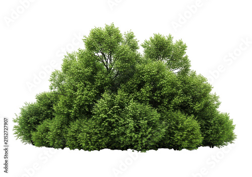 Large lush green bush with dense foliage isolated on transparent background.