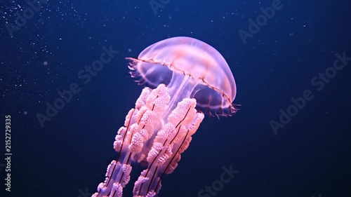 Pink translucent jellyfish swimming in deep blue ocean water.