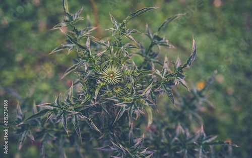 Canvas Print Overhead view of a wild green thistle plant with sharp defensive spines and a circular central bud pattern