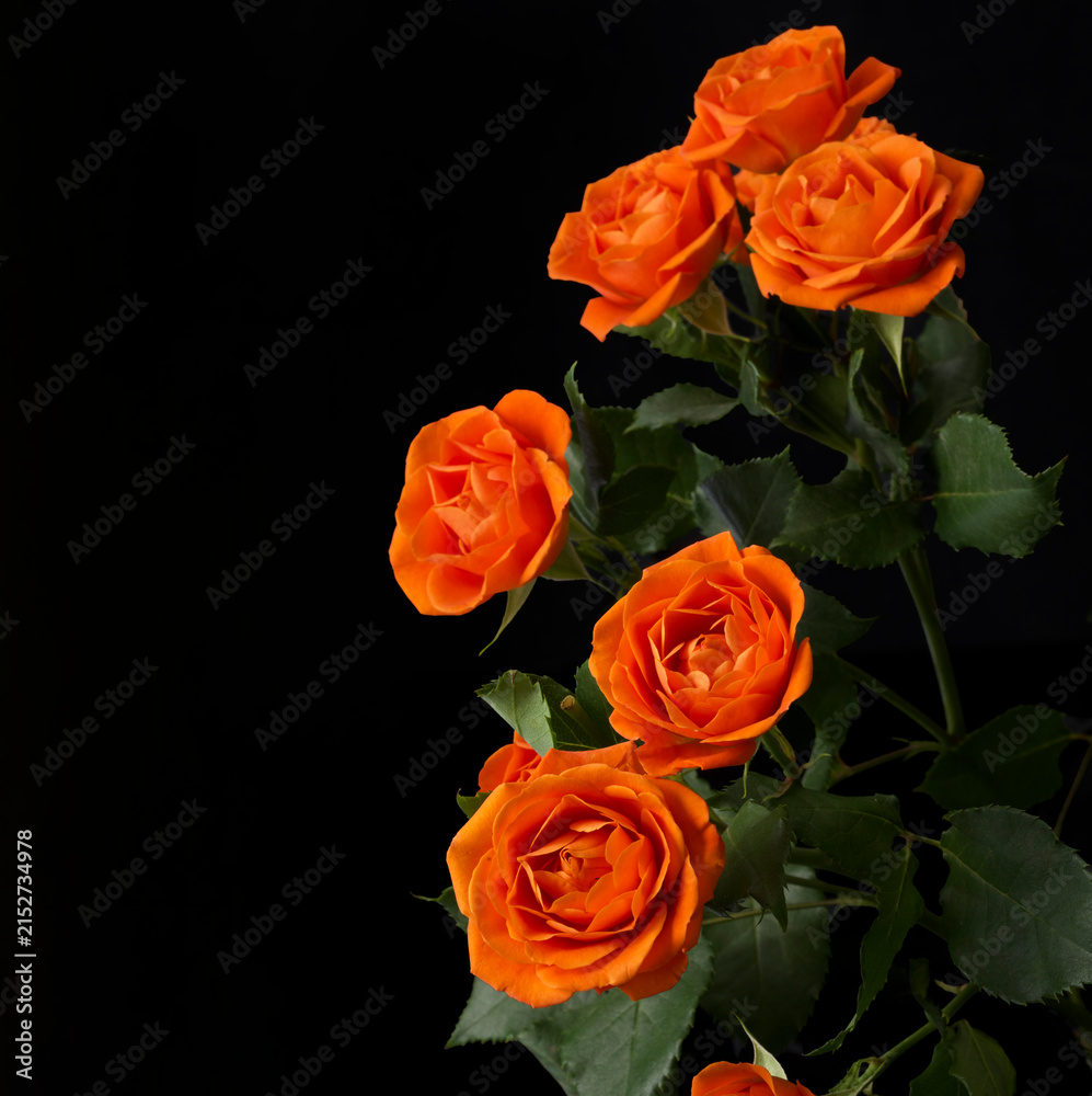 Naklejka premium beautiful flowers on dark background