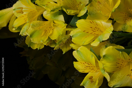 Yellow alstroemeria flowers isolated on black background with reflection.
