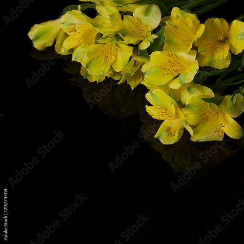 Yellow alstroemeria flowers isolated on black background with reflection.