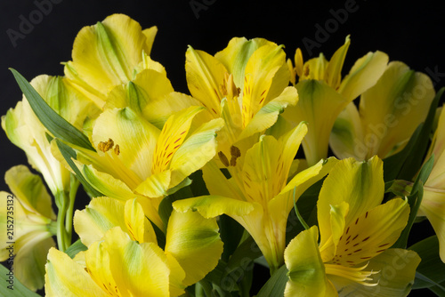 Yellow alstroemeria flowers isolated on black background with reflection.