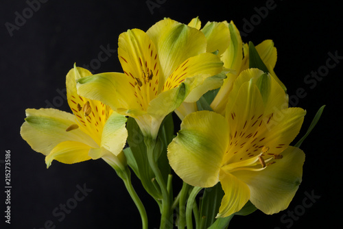 Yellow alstroemeria flowers isolated on black background with reflection.