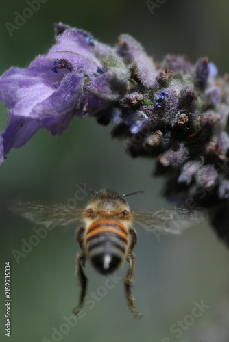 a bee collecting pollen from a flower.