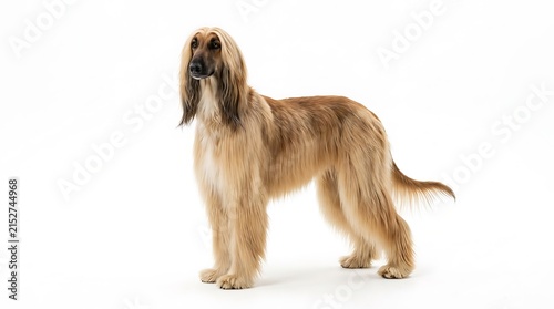 Elegant Afghan Hound Standing