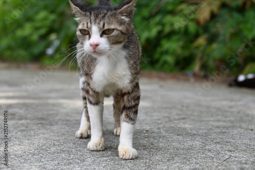 こちらに向かってくる可愛い猫