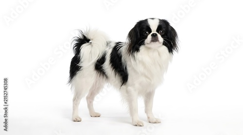 Japanese Chin Dog Portrait