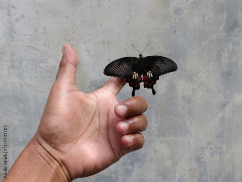 A beautiful Common Mormon butterfly (Papilio polytes) with fully open wings resting on a human hand, showcasing its distinctive black, red, and white wing patterns.
