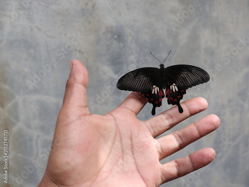 A beautiful Common Mormon butterfly (Papilio polytes) with fully open wings resting on a human hand, showcasing its distinctive black, red, and white wing patterns.