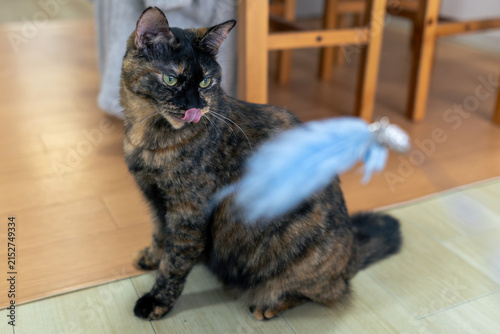 サビ猫