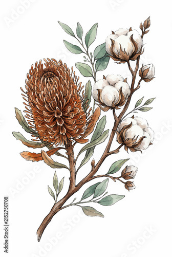 Foto Banksia Cotton Boll Piece.svg