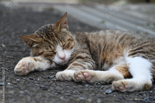 道端で寝転ぶ茶トラの猫
