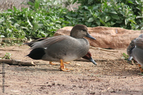 Obraz na płótnie A Gadwall at a local zoo