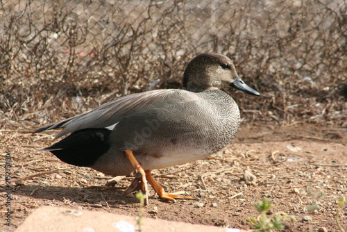 Obraz na płótnie A Gadwall at a local zoo