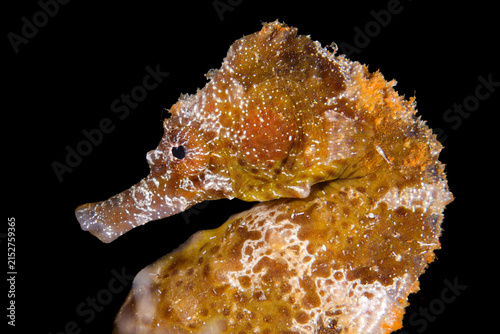 Portrait of a sea pony