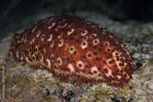 Sea cucumber from Cyprus