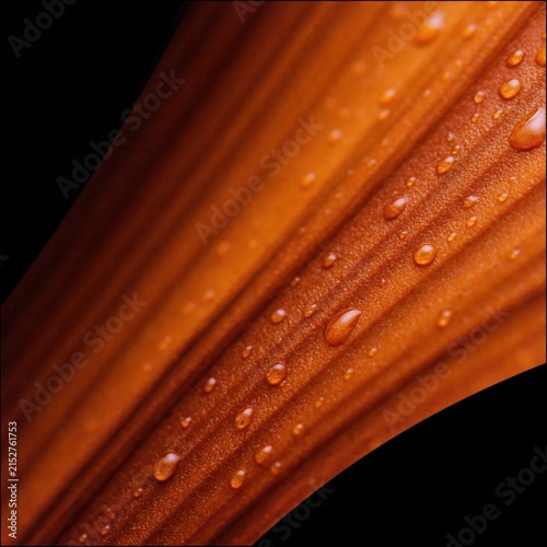 A dramatic macro shot featuring sparkling water droplets resting on a vibrant orange textured surface with deep ribs and shadows.