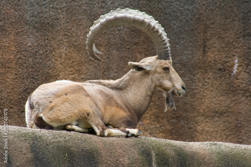 Konstfotografi A Nubian Ibex at a local zoo