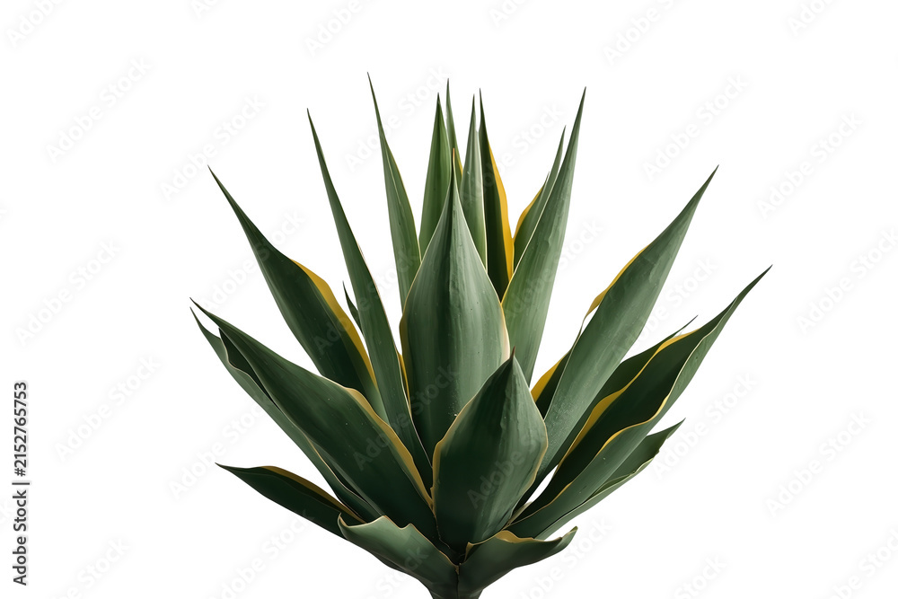 Fototapeta premium Dense green agave plant with broad pointed leaves and upright central growth