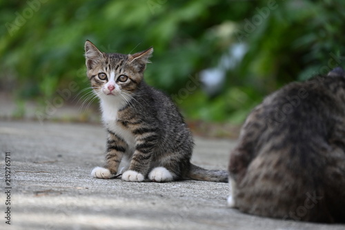 ちょこんと座る可愛い島猫