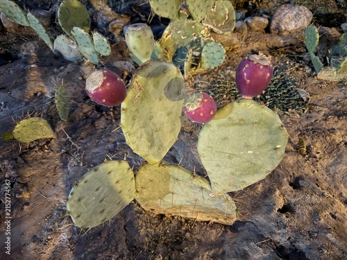 Fotografie Close-up of an Opuntia prickly pear cactus bearing vibrant purple-red prickly pe