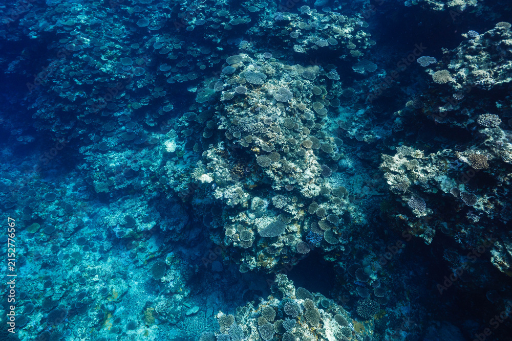 Fototapeta premium Natural Tropical Coral Reef and Clear Ocean Water Underwater