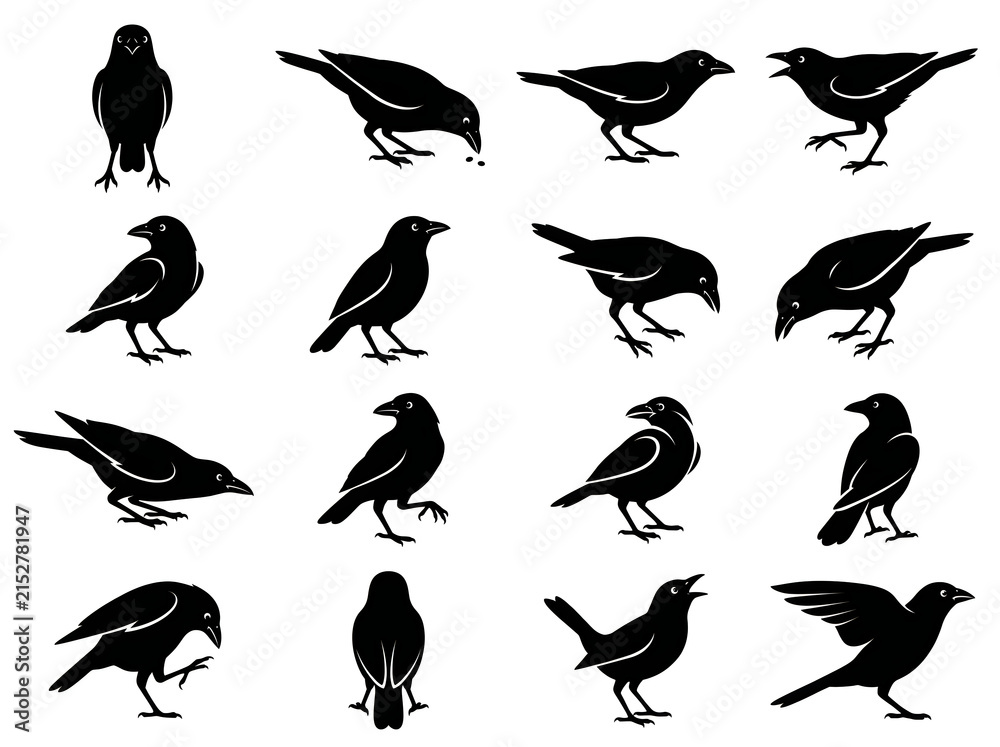 Obraz premium Set of black crow or raven silhouettes in dynamic action poses with silhouette wildlife collection standing isolated